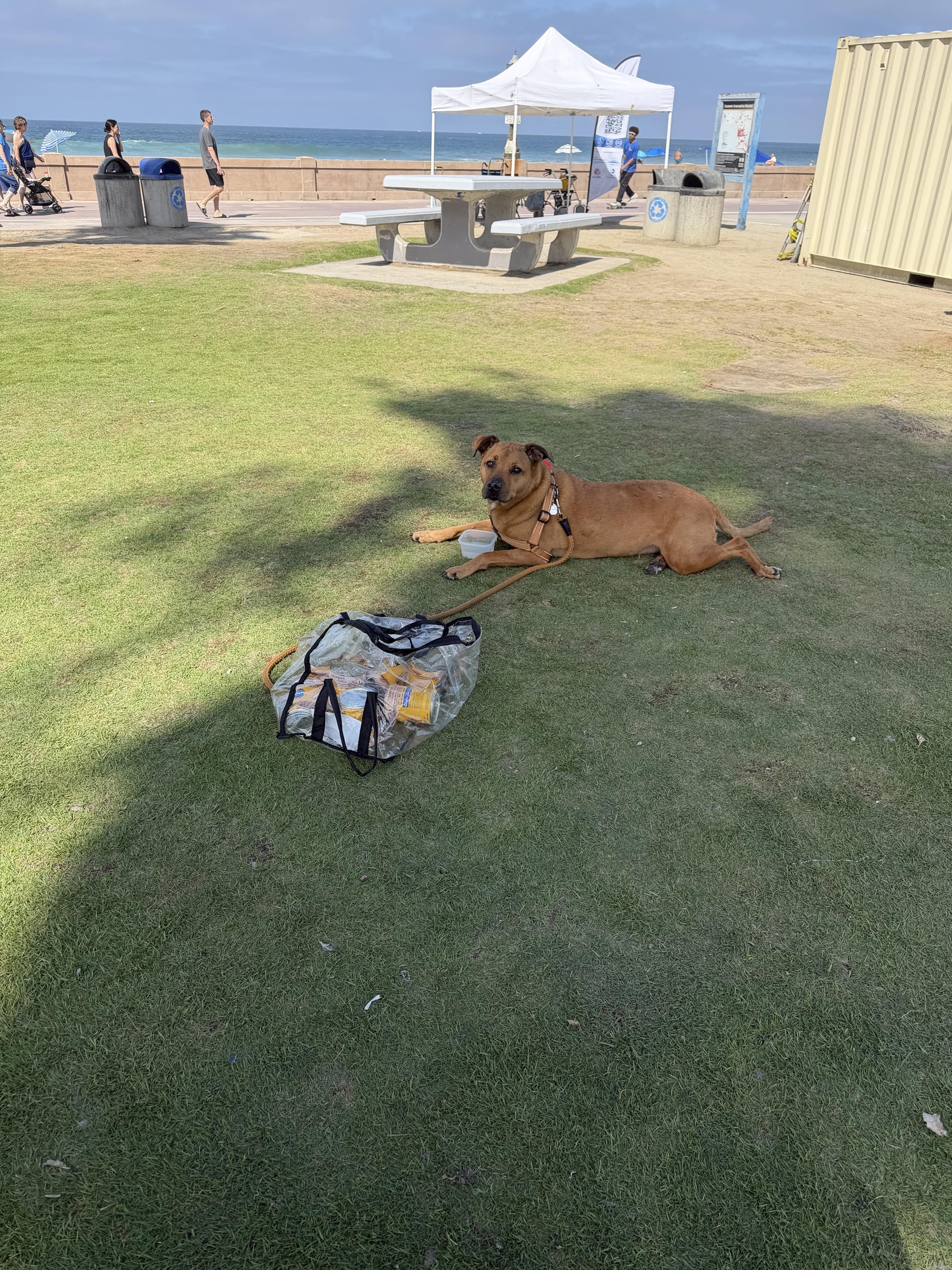 Looking for dog's needing food on Mission Beach